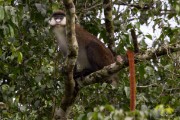 Red tailed monkey